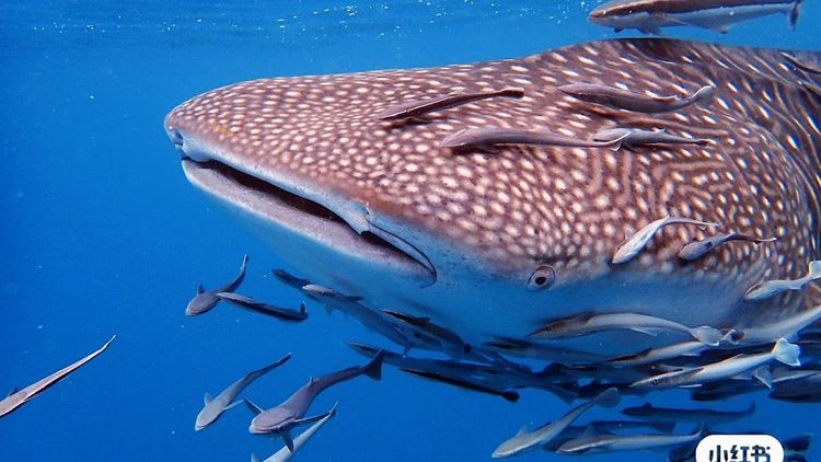 Assava Diving Koh Tao | PADI 5* CDC Scuba Diving Centre & Hotel Beach Resort, Thailand