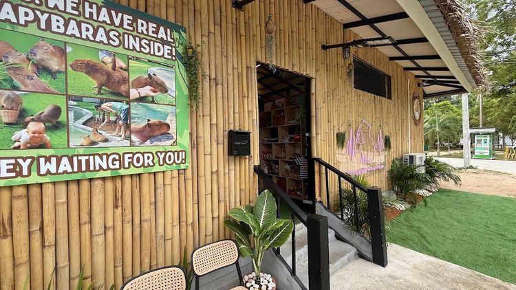 Capybara Coffee Phangan