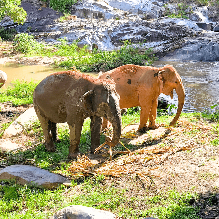 Joy Elephant Sanctuary (Office)