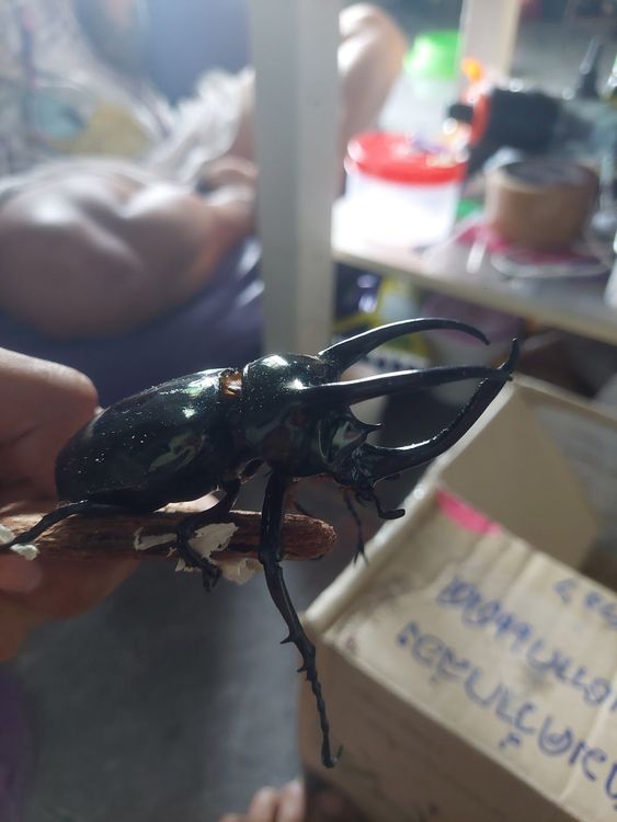 MRS.BONGG BEETLE FARM