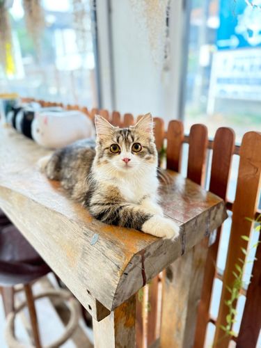 Cats Cafe | Samui Coffee & Co-Working