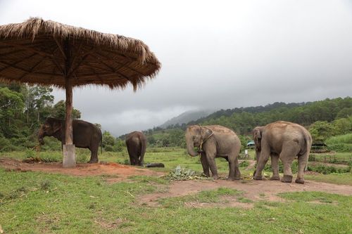 Chiang Mai Elephant Sanctuary (Office)
