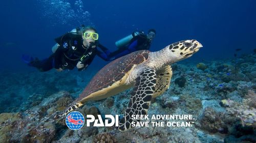 Diving Koh Tao | Scuba Birds PADI Dive Center