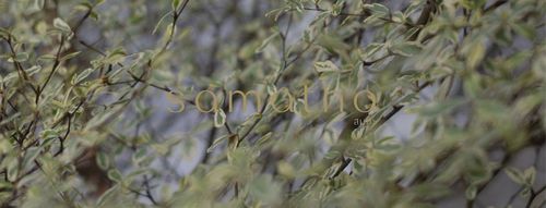 Samatha ( ส ม ถ ะ ) - Thai Massage